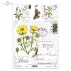 Adonis vernalis, Miłek wiosenny, motyle, zioła, kwiaty*Adonis vernalis, Spring lovage, butterflies, herbs, flowers*Adonis vernalis, Frühlingsliebstöckel, Schmetterlinge, Kräuter, Blumen*Adonis vernalis, apio de monte de primavera, mariposas, hierbas, flor